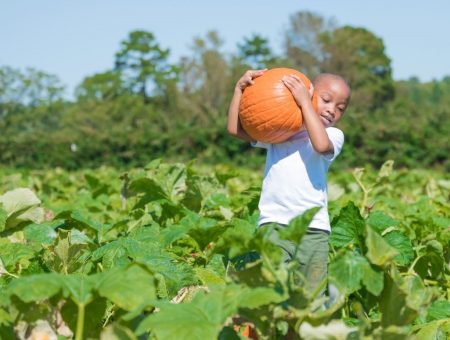 Pick Your Own Harvest in Charlotte This Fall