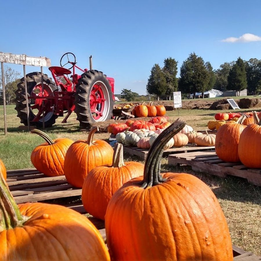 things-to-do-in-charlotte-with-kids-charlotte-s-got-a-lot