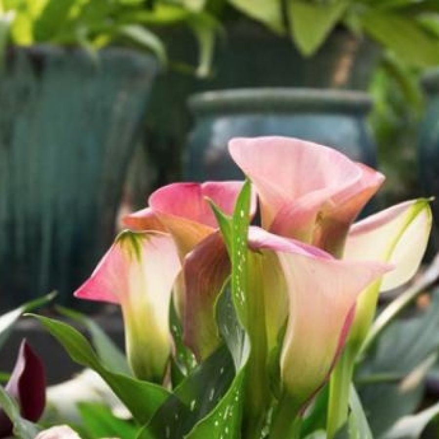 Charlotte North Carolina Travel Tips & Articles | Charlotte's got a lot