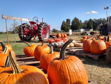 Charlotte Fall Festival Guide