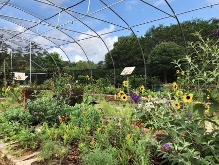 Discover Paradise at Daniel Stowe Botanical Garden