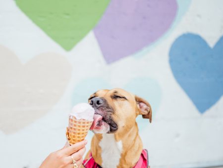 Unleash Charlotte's Dog-Friendly Offerings