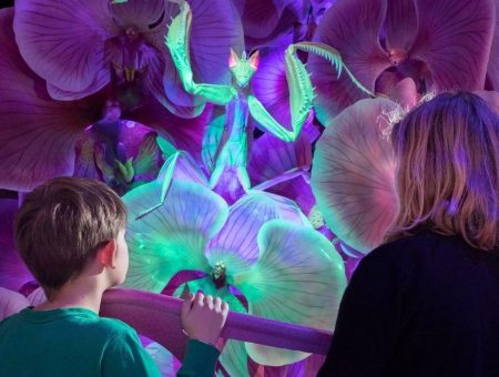Make a Beeline for Discovery Place’s “Bug Lab”