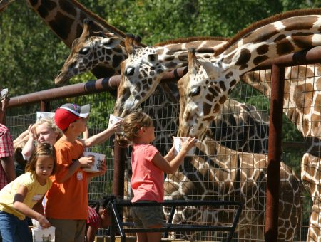 18 Must-Do Experiences for Kids in Charlotte