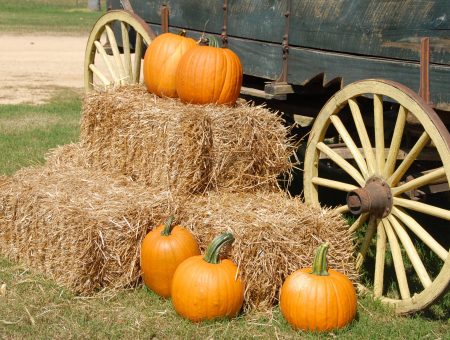Charlotte Fall Festival Guide