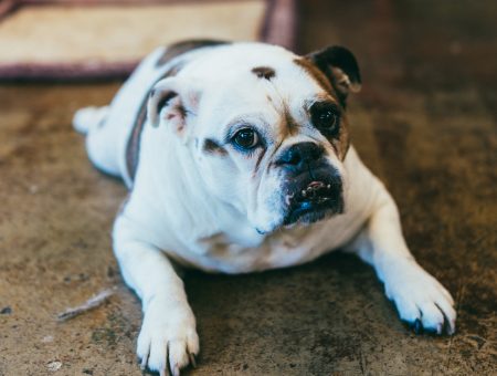 Unleash Charlotte's Dog-Friendly Offerings